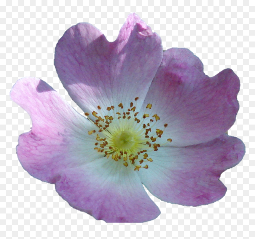 Wild Rose Lifted - Rosa Arkansana, HD Png Download - wild flower png
