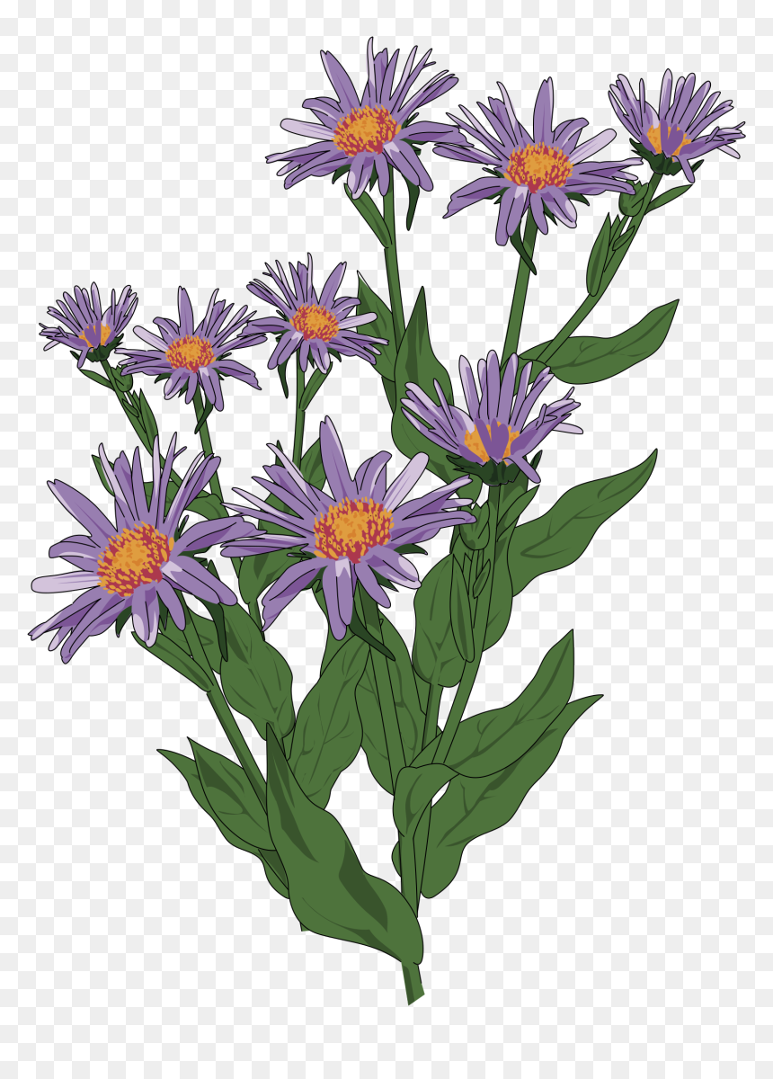 Wildflower Clipart Flowering Plant - New England Aster Transparent, HD Png Download - wild flower png