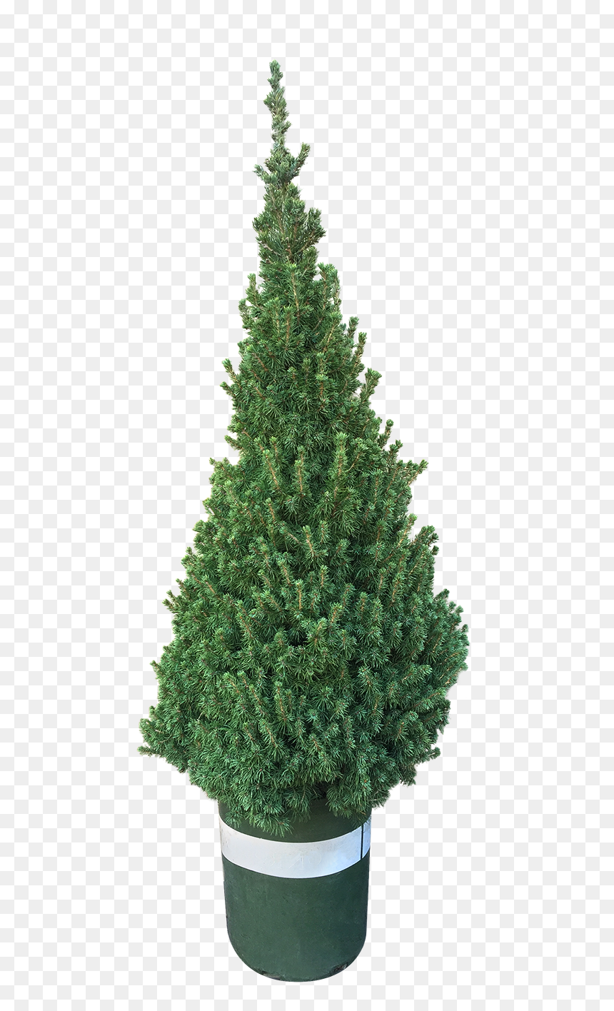 Christmas Tree, HD Png Download - tall pine tree png