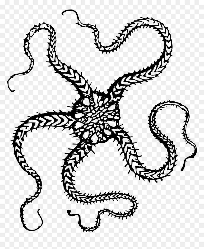 Serpent Starfish Clip Arts - Brittle Star Coloring Pages, HD Png Download - starfish.png