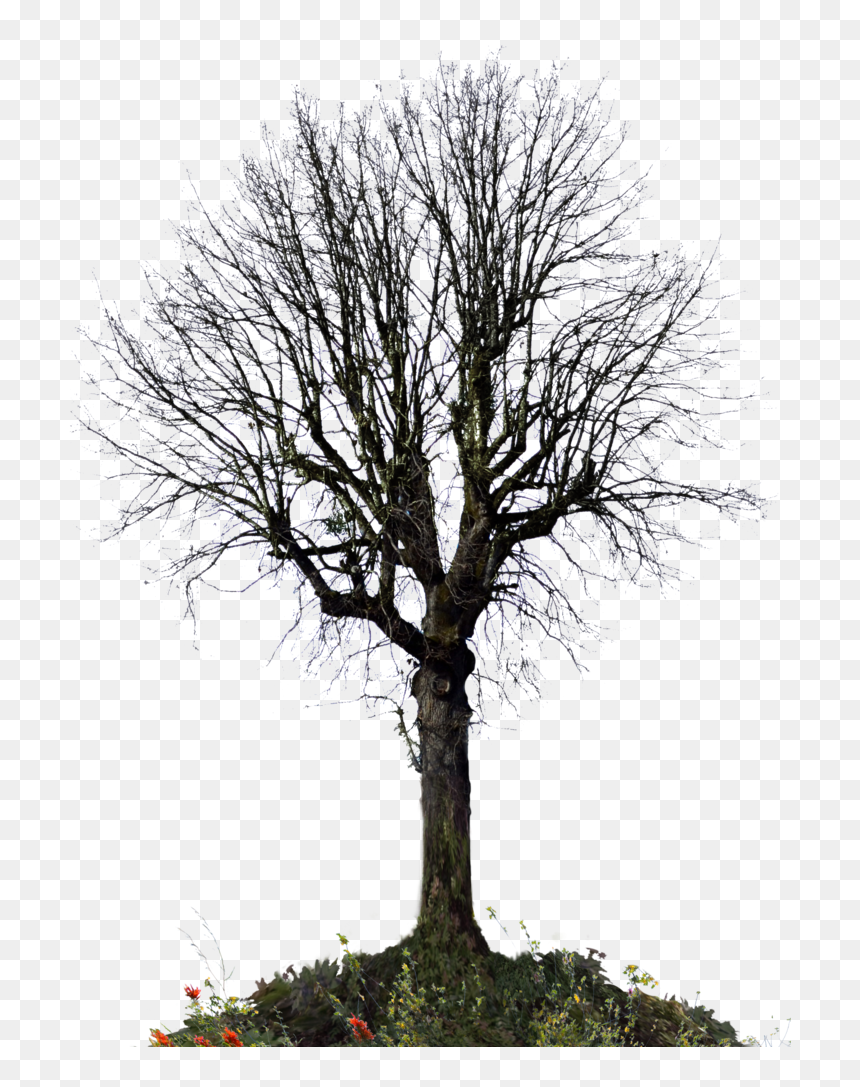 Winter Trees, Wild Flowers, Stock Photos, Wildflowers - Deas Tree For Photoshop, HD Png Download - png trees for photoshop