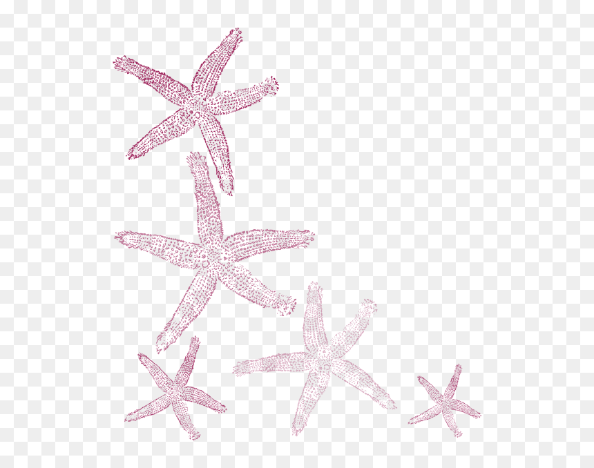 Starfish And Seashells Transparent, HD Png Download - stairway png