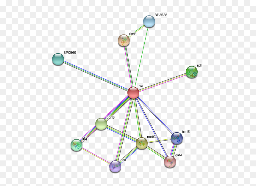 Rnr Protein - Circle, HD Png Download - timb png
