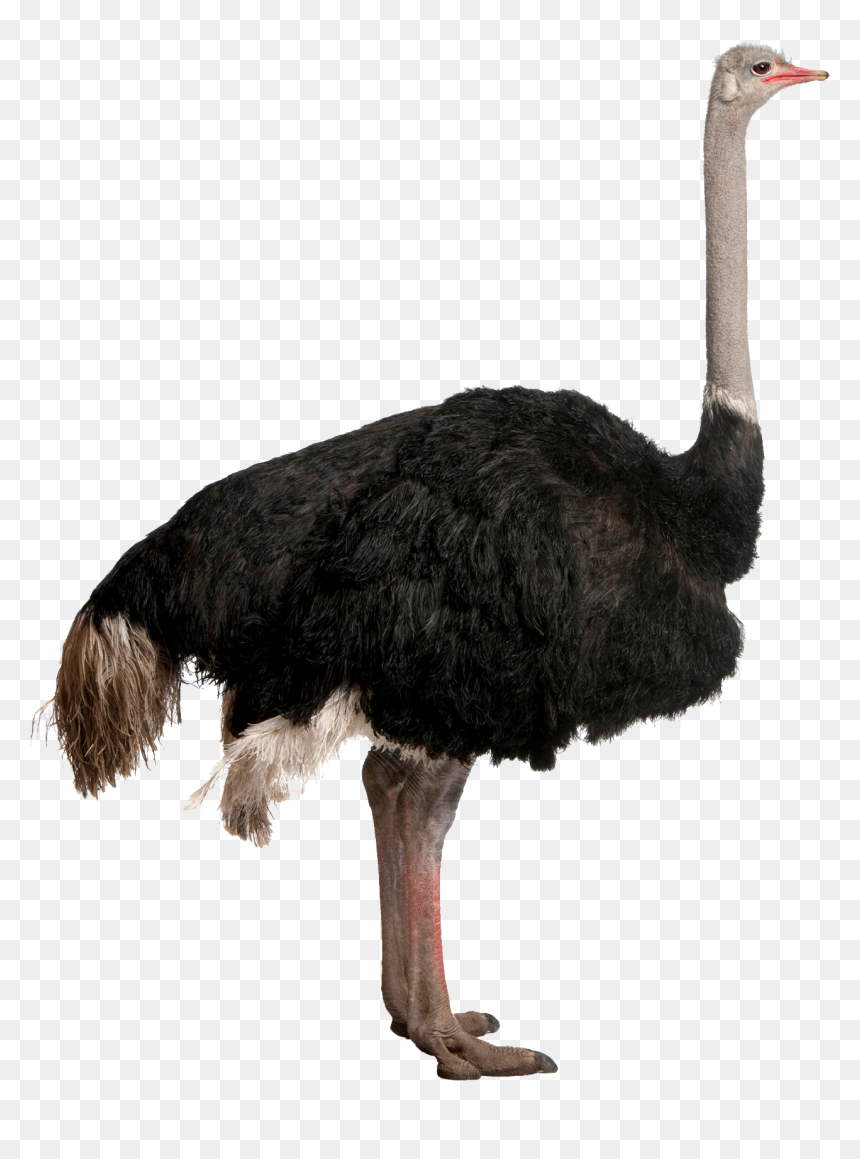Ostrich Png - Bigger Emu Or Ostrich, Transparent Png - emu png
