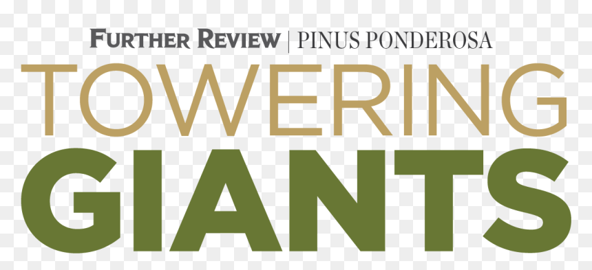 Towering Giants - Spokesman-review, HD Png Download - tall pine tree png