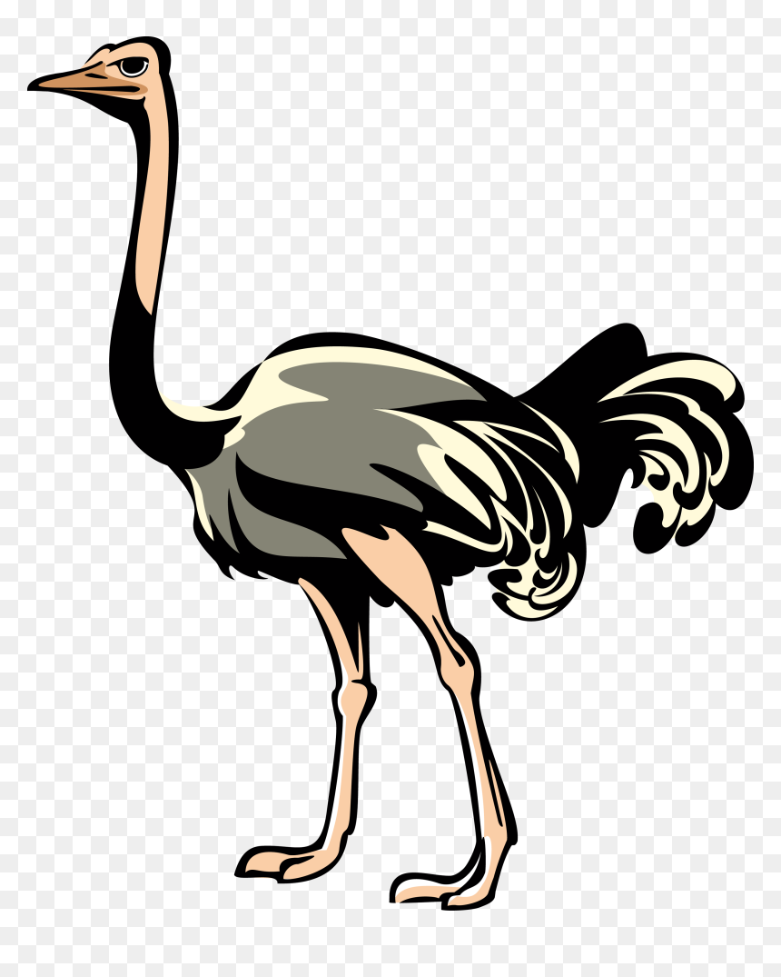Australian Drawing Emu - Ostrich Png Clipart, Transparent Png - emu png