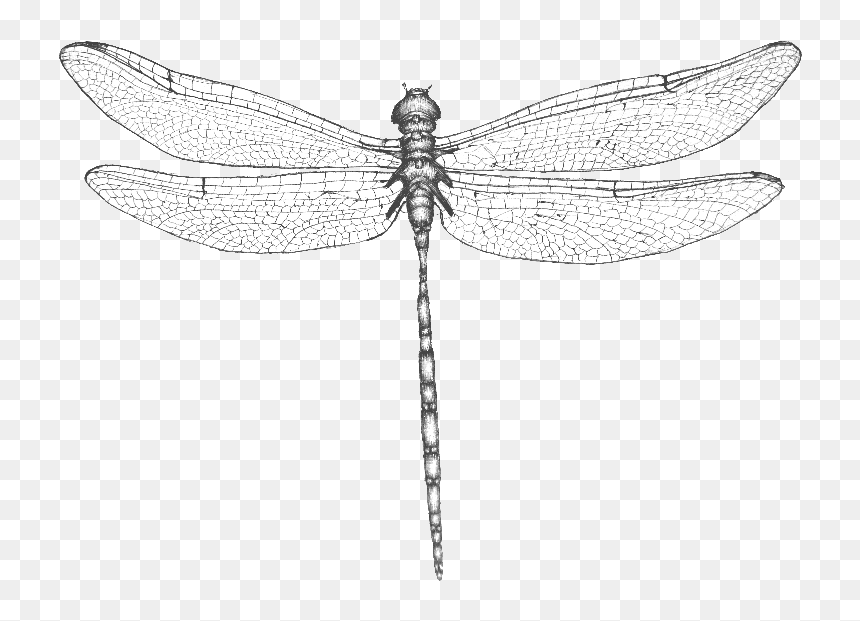 Dragonfly , Png Download - Net-winged Insects, Transparent Png - dragonfly wings png