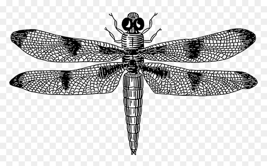 Dragonfly Vector Black And White, HD Png Download - dragonfly wings png