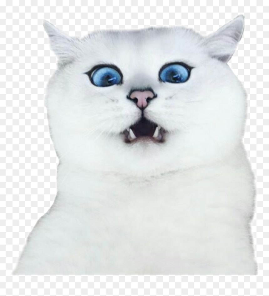 Transparent Tumblr Cat Png - Cat, Png Download - tumblr cat png