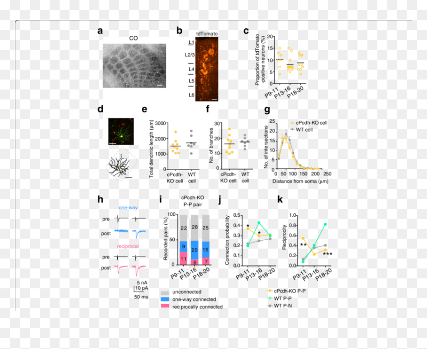 Diagram, HD Png Download - neurons png
