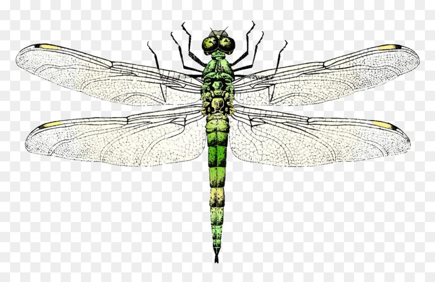 Wing Clip Art Transprent - Dragonfly Clipart Sketch, HD Png Download - dragonfly wings png