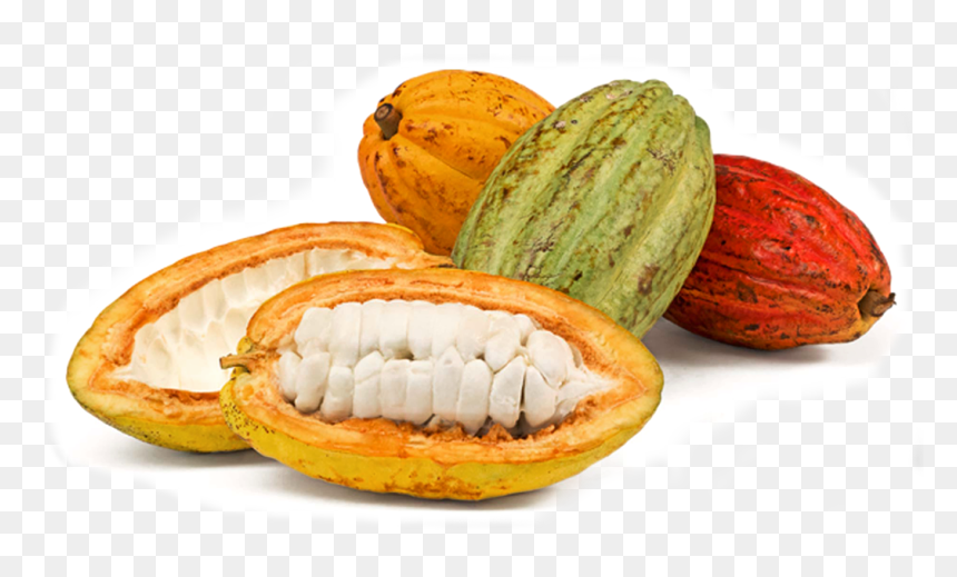 Image Module - Imagen De Mazorca De Cacao, HD Png Download - cacao png