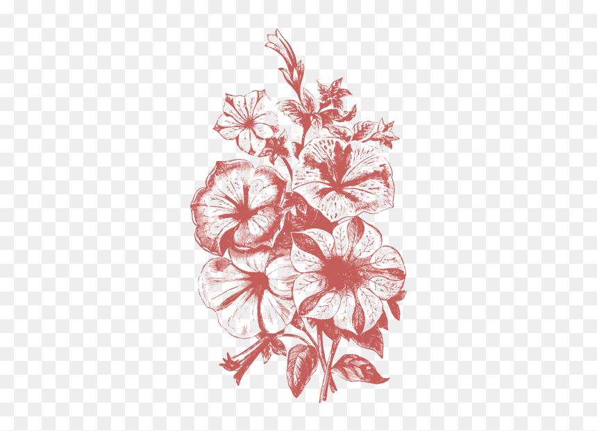 Plant Illustrations Vol - Flower Illustration Vector Png, Transparent Png - flowers vintage vector png