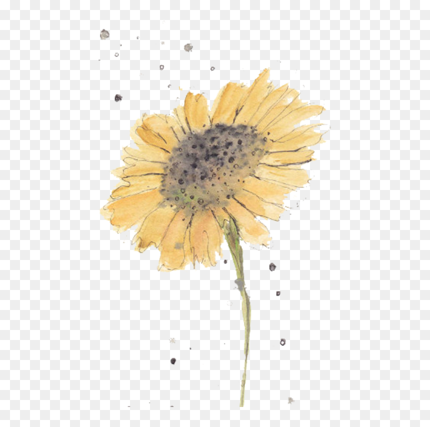 Flowers Watercolors For Beginners - Beginner Watercolor Painting Flower, HD Png Download - yellow watercolor png