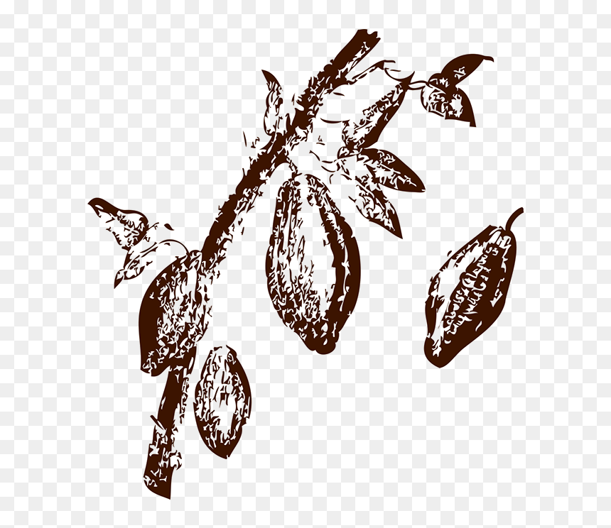 Illustration, HD Png Download - cacao png