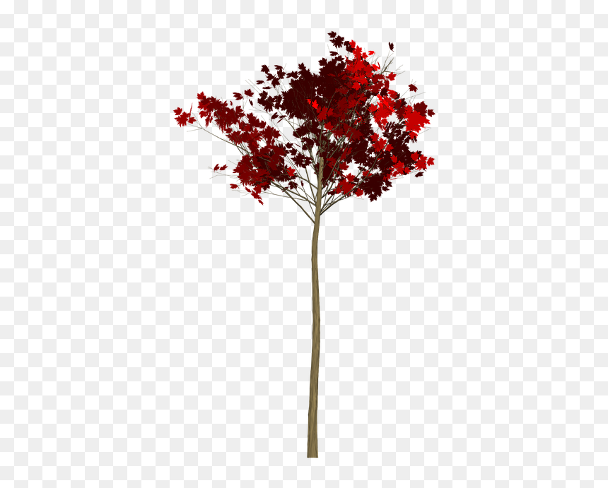 Maple, HD Png Download - red tree png