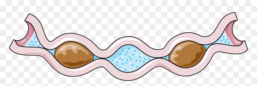 Clip Art, HD Png Download - intestines png