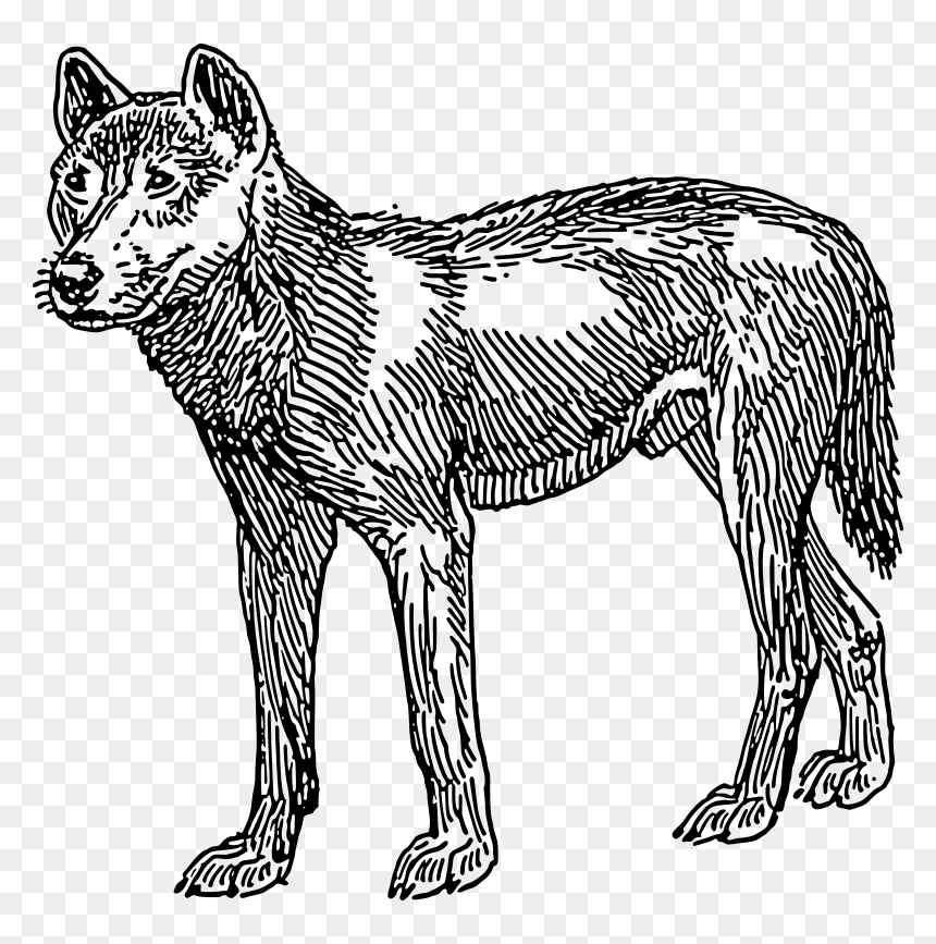 Dingo - First Dog Looked Like, HD Png Download - dingo png