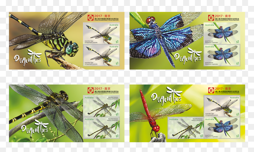 Dragonfly, HD Png Download - dragonfly wings png