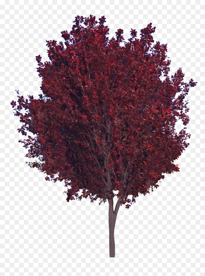 Purple Leaf Plum - Purple Leaf Plum Png, Transparent Png - red tree png