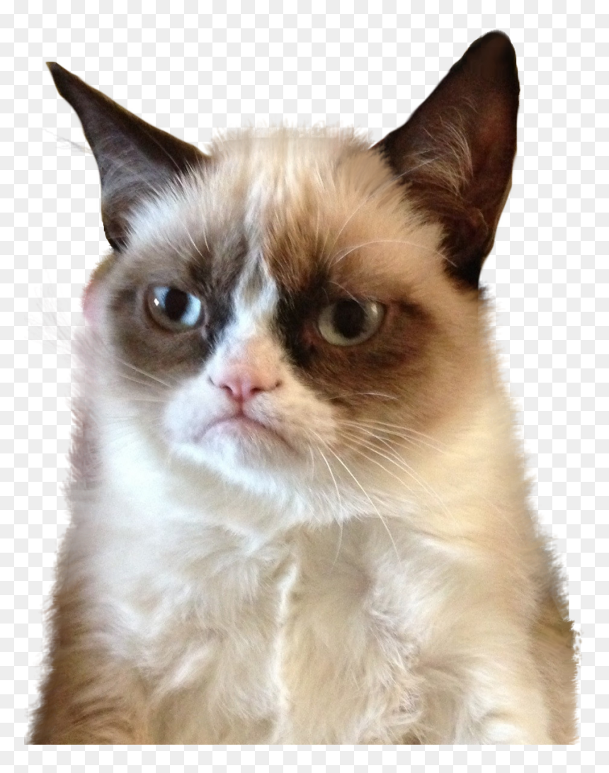 Grumpy Cat Png, Transparent Png - tumblr cat png