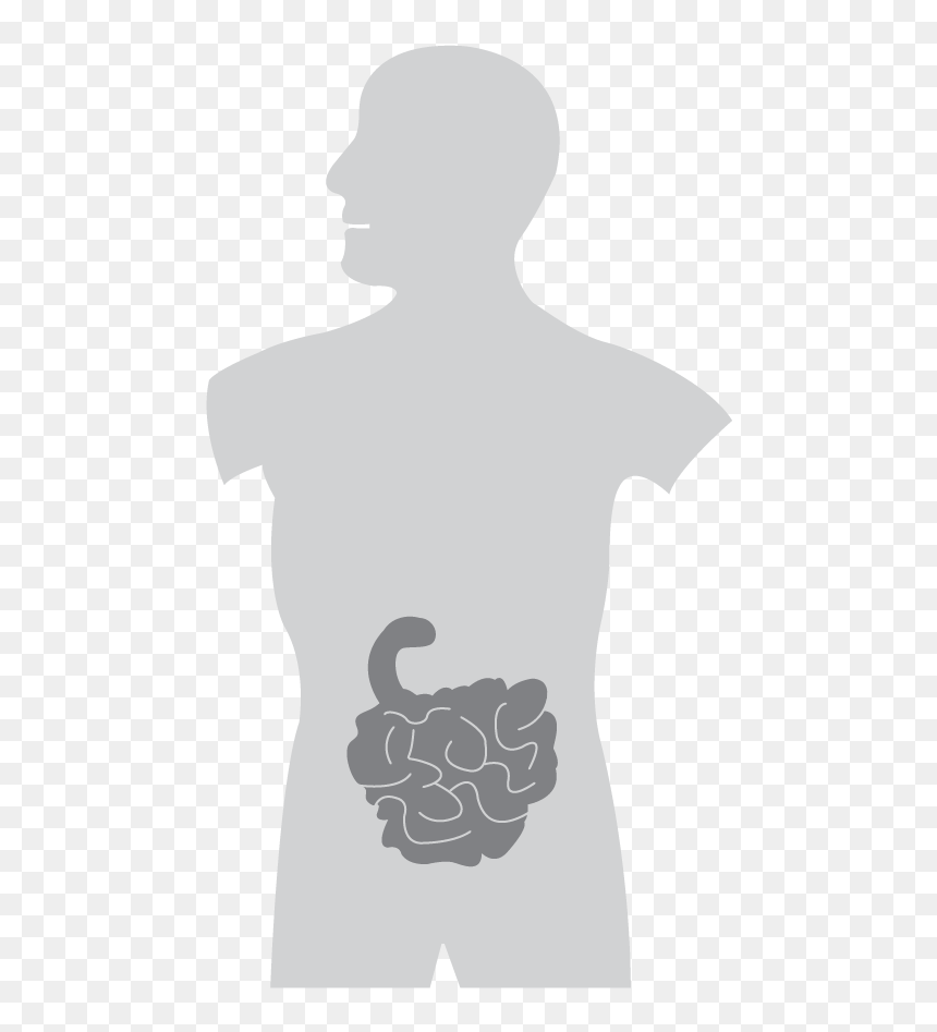Silhouette, HD Png Download - intestines png
