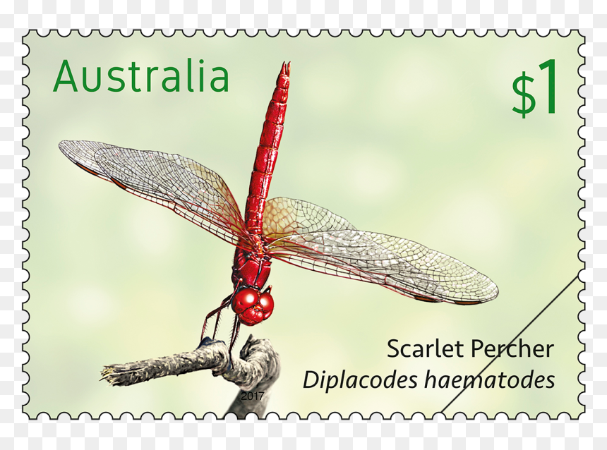Botswana Post Stamps, HD Png Download - dragonfly wings png