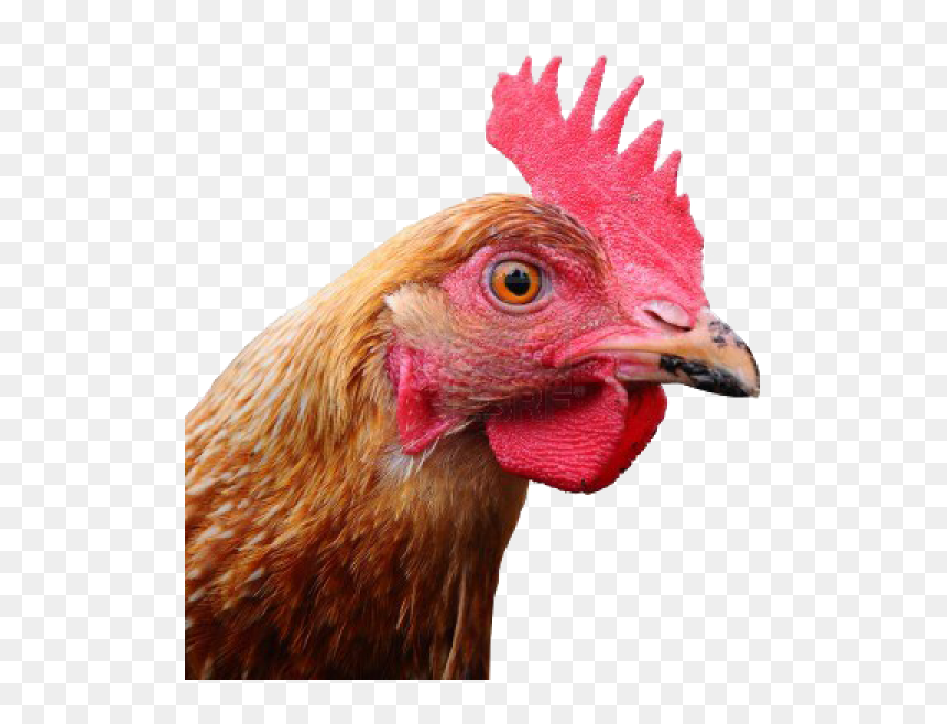 Chicken Head Png, Transparent Png - chicken head png