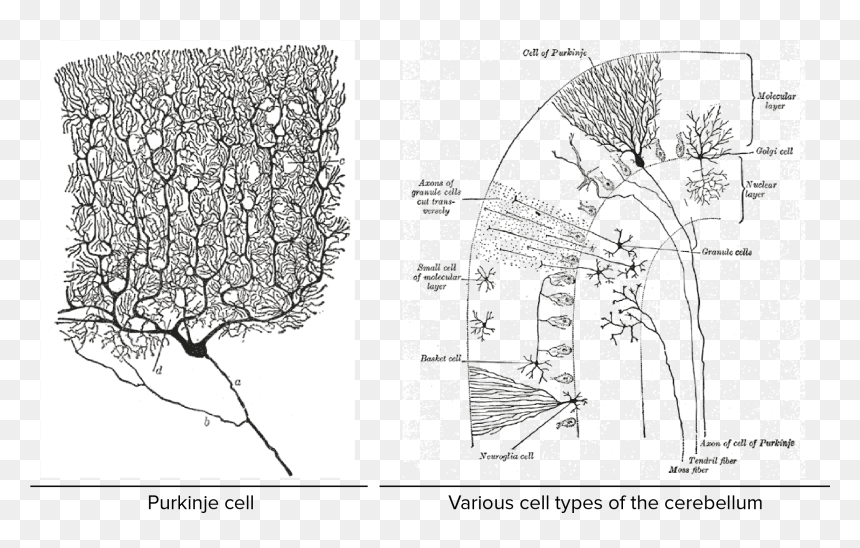Png Transparent Download Overview Of Neuron And - Ramon Y Cajal Artwork, Png Download - neurons png