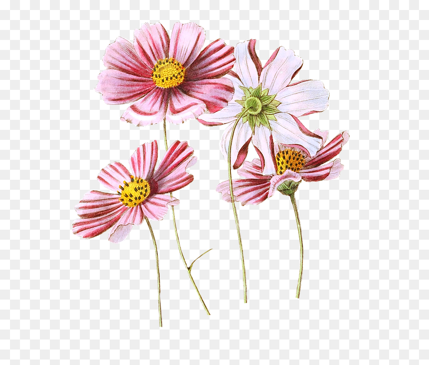 Cosmos Flower Botanical Illustration, HD Png Download - flower vintage png