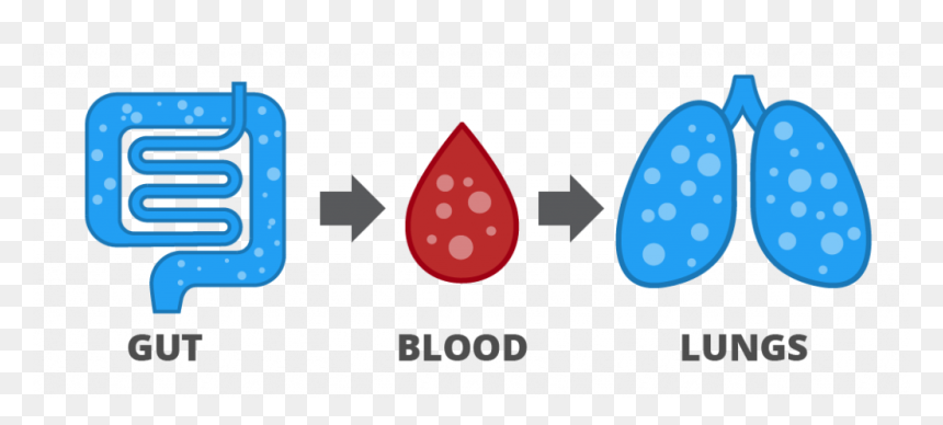 Gases Are Released In The Gut, Absorbed Into The Blood - Hydrogen Breath Test Icon, HD Png Download - intestines png
