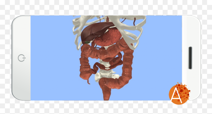 Anatomyou Vr - Gastrointestinal Tract - External View - Illustration, HD Png Download - intestines png