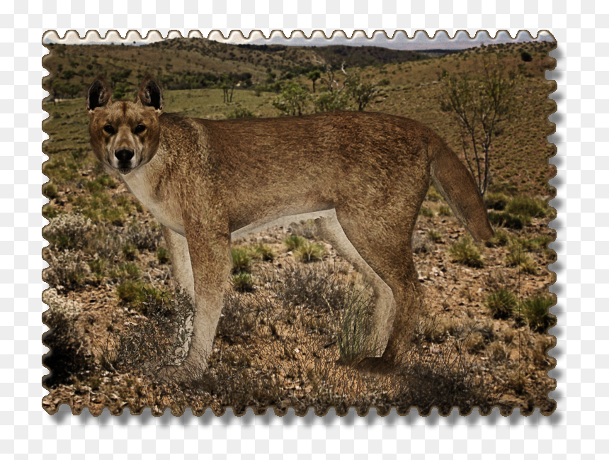 Dog , Png Download - Dog, Transparent Png - dingo png