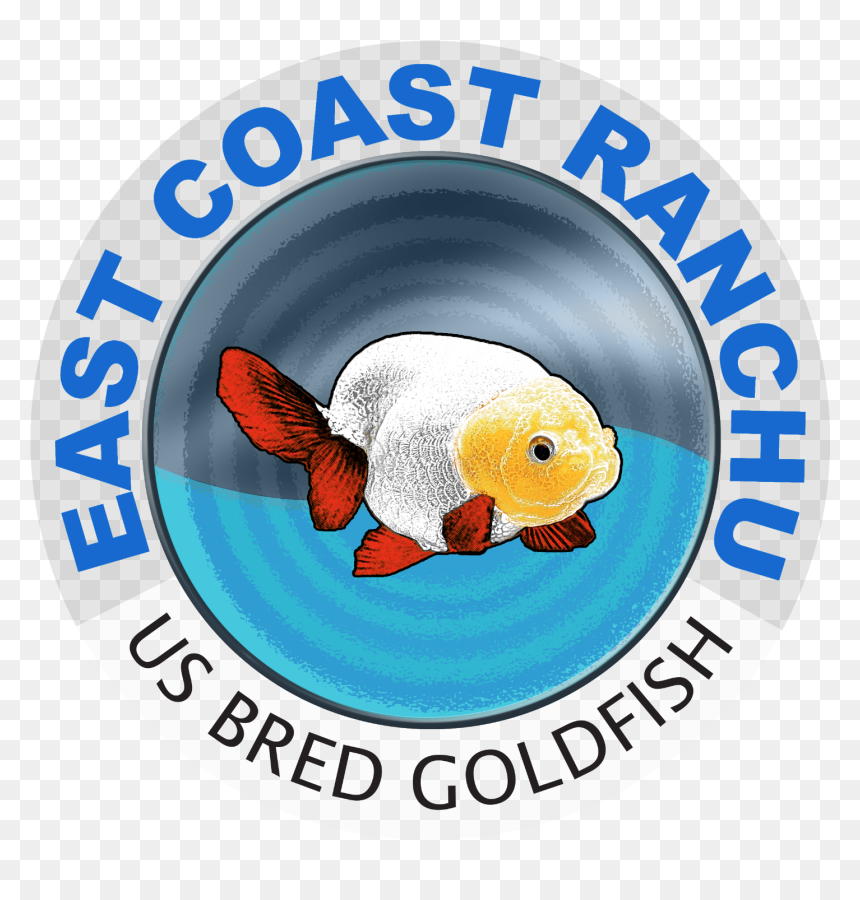 Goldfish Clipart Fish Head - Audition Poster, HD Png Download - fish head png