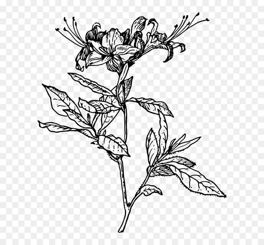 Azalea Svg, HD Png Download - flowering shrub png