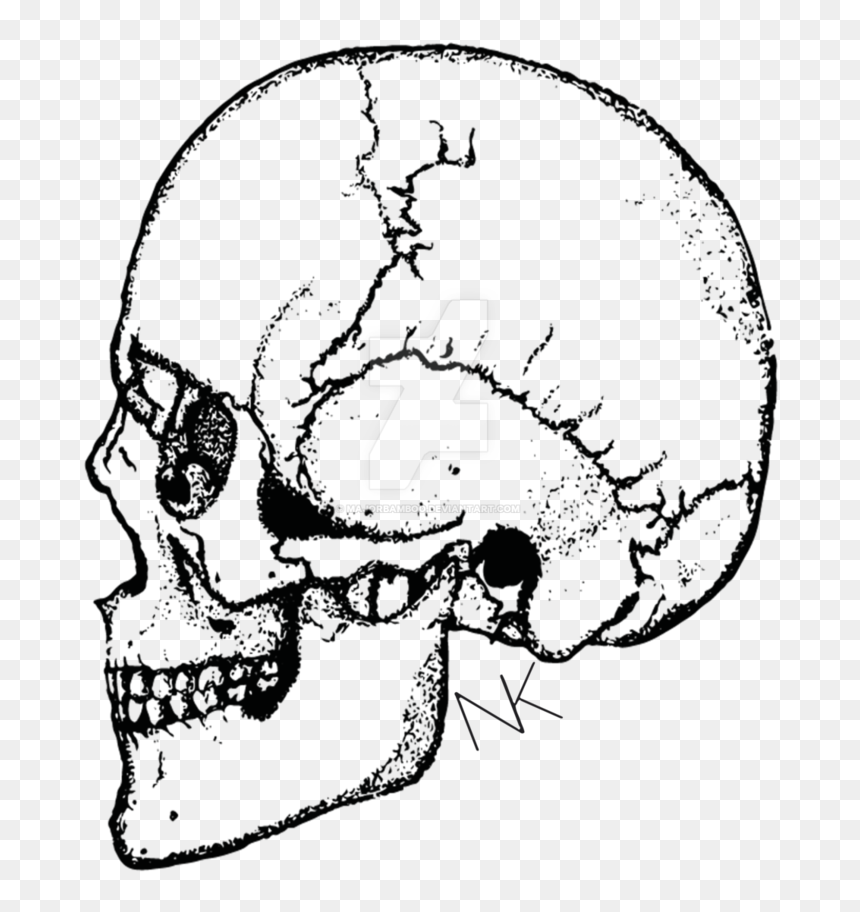 Clip Freeuse Download Part Drawing Skull - Illustration, HD Png Download - primeape png