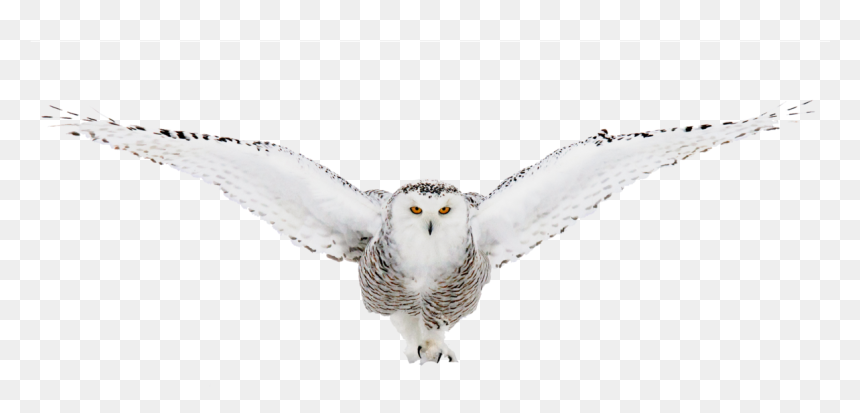 Thumb Image - Snowy Owl, HD Png Download - white owl png