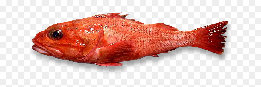 Thorny-head, HD Png Download - fish head png