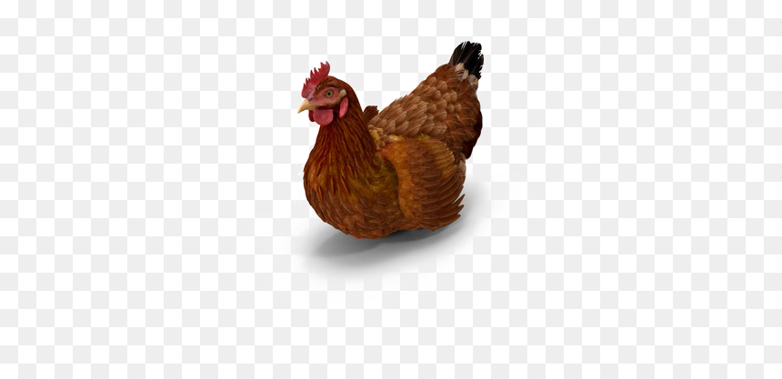 Brown Chicken Png Photo - Rooster, Transparent Png - chicken head png