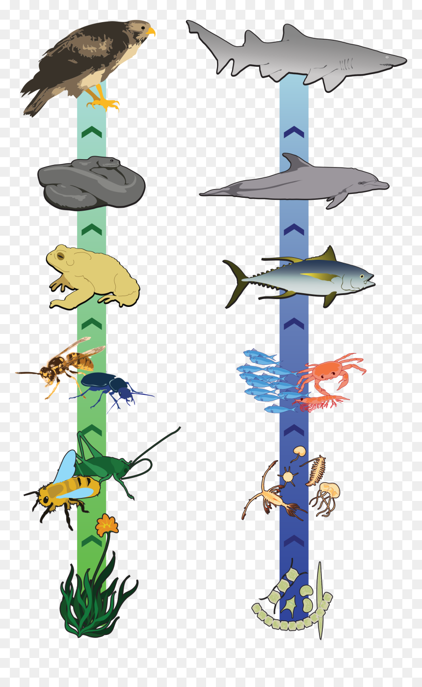Thumb Image - Tertiary Consumer Examples, HD Png Download - chain clipart png