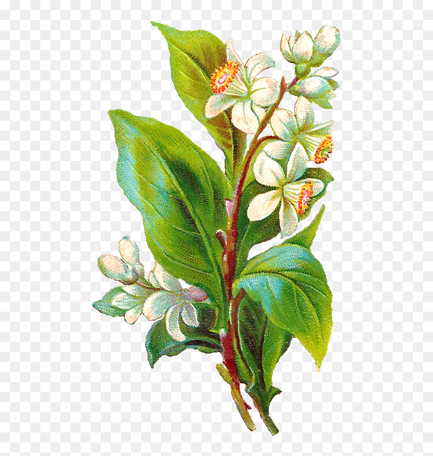 Vintage Flower Illustration Png - Illustration, Transparent Png - flower illustration png