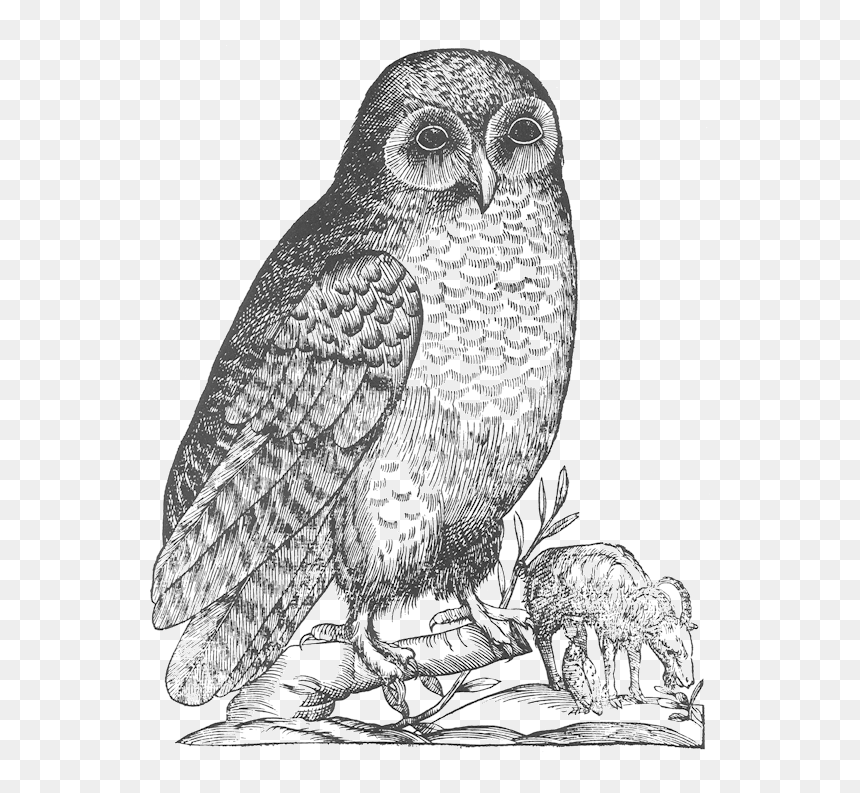 Aldrovandi Owl - Owl Drawings, HD Png Download - white owl png