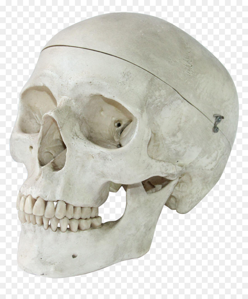 Vintage Anatomical Model Of A Human Skull - Human Skull Art Model, HD Png Download - human skull png
