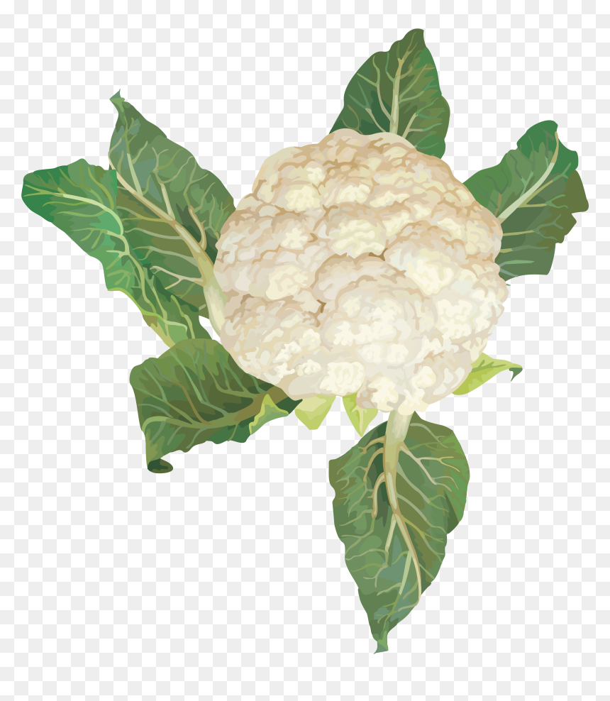 Transparent Background Cauliflower Clipart, HD Png Download - vegetable plant png