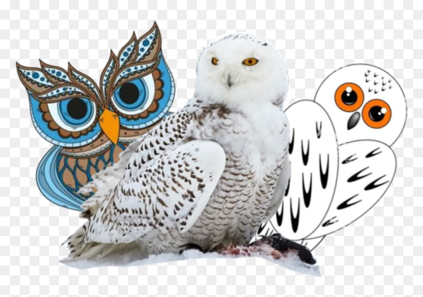Snowy Owl Bird - Arctic Owls, HD Png Download - white owl png