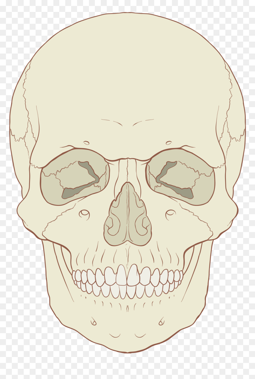 Anterior Of Human Skull, HD Png Download - human skull png