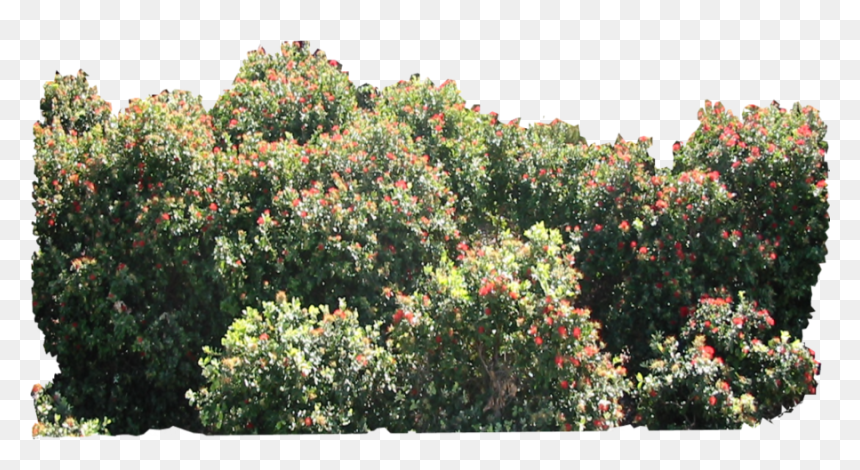 Shrubbery Png , Png Download - Garden Roses, Transparent Png - shrubbery png