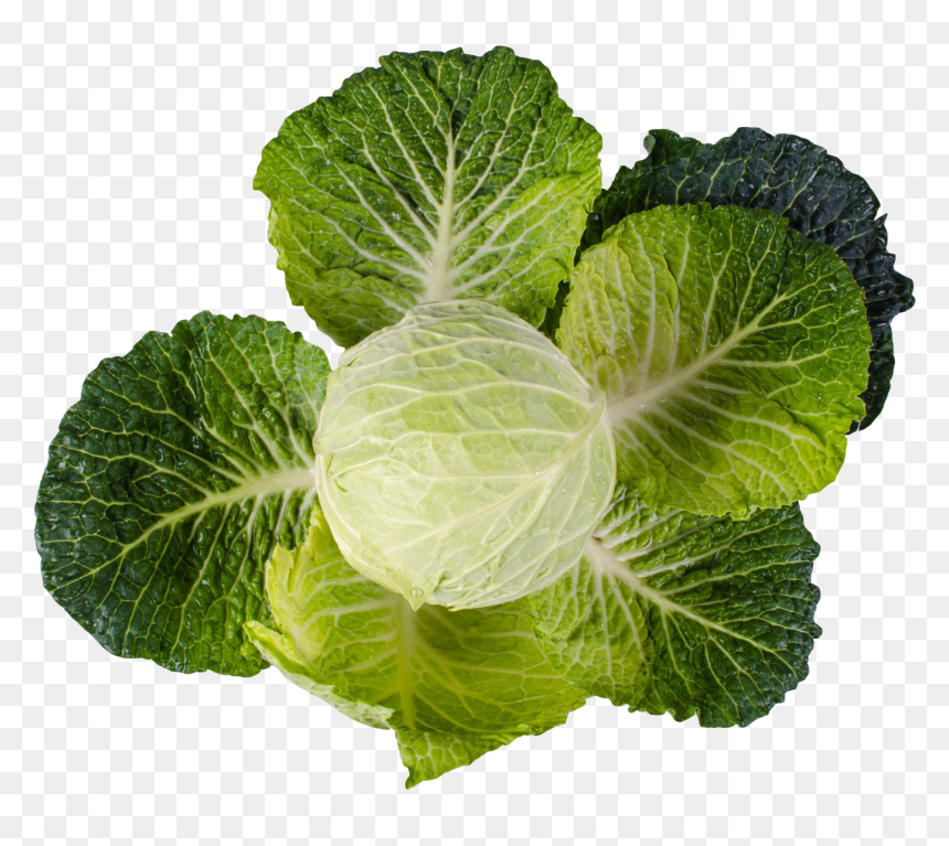 Cabbage - Vegetables Plant Png, Transparent Png - vegetable plant png