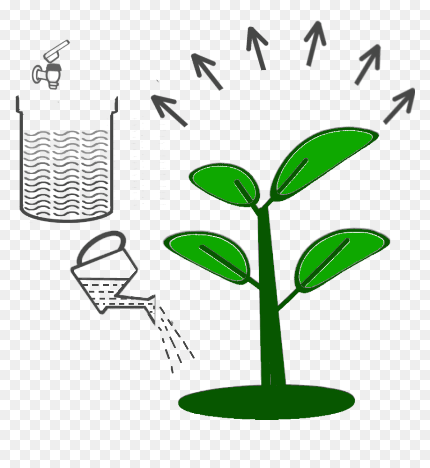 6 Dilute Smartbrew And Water Plants - Aquatic Plant, HD Png Download - water plants png