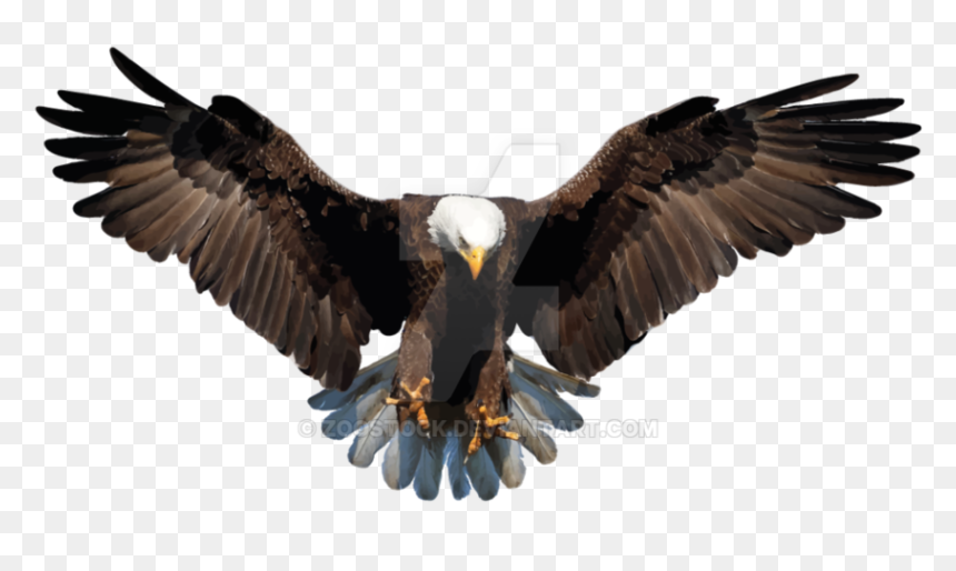 Transparent Feathers Eagle - Transparent Background Eagle Png, Png Download - soaring eagle png
